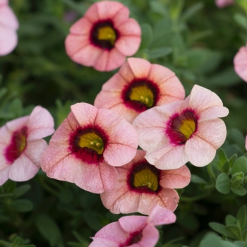 Calibrachoa Superbells® 'Strawberry Punch™' (091382)