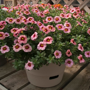 Calibrachoa Superbells® 'Strawberry Punch™' (091384)