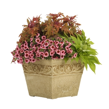 Calibrachoa Superbells® 'Strawberry Punch™' (091387)