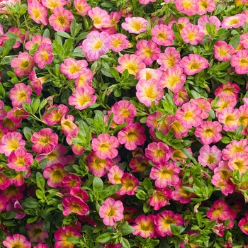 Calibrachoa Superbells® 'Sweet Tart™' (091396)