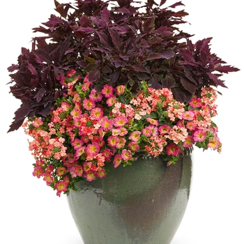 Calibrachoa Superbells® 'Sweet Tart™' (091400)