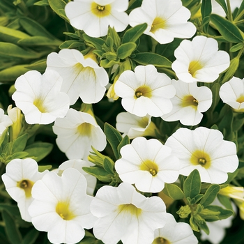 Calibrachoa Superbells® 'White' (091415)