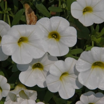 Calibrachoa Superbells® 'White' (091416)