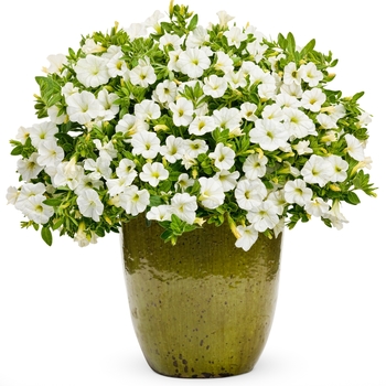 Calibrachoa Superbells® 'White' (091417)