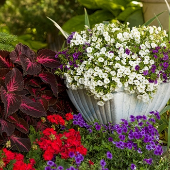 Calibrachoa Superbells® 'White' (091419)