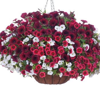 Calibrachoa Superbells® 'White' (091421)