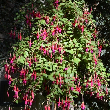 Fuchsia 'Lord Beaconsfield' (091435)