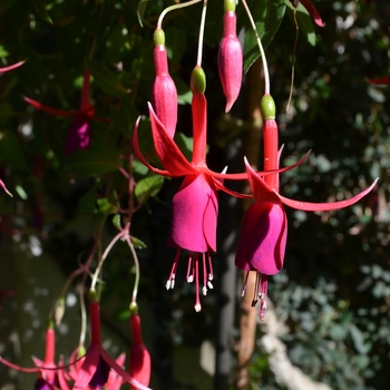 Fuchsia 'Lord Beaconsfield' (091437)