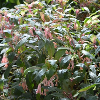 Fuchsia 'Traudchen Bonstedt' (091438)