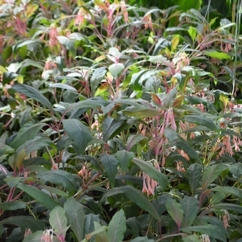 Fuchsia 'Traudchen Bonstedt' (091439)