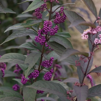 Callicarpa 'Purple Pearls®' (091759)