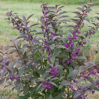 Callicarpa 'Purple Pearls®' (091760)