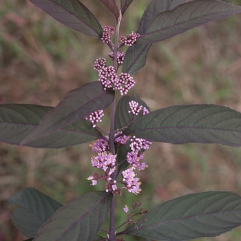 Callicarpa 'Purple Pearls®' (091761)