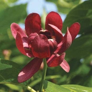 Calycanthus 'Aphrodite' (091767)