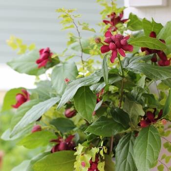 Calycanthus 'Aphrodite' (091776)