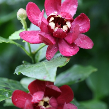 Calycanthus 'Aphrodite' (091777)