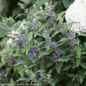 Caryopteris x clandonensis 'Beyond Midnight®' (091793)