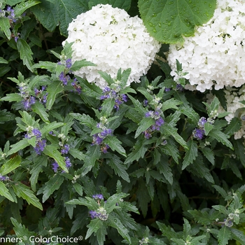 Caryopteris x clandonensis 'Beyond Midnight®' (091794)