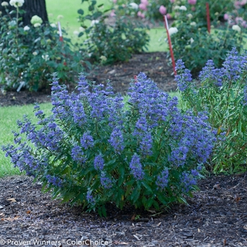 Caryopteris x clandonensis 'Beyond Midnight®' (091795)