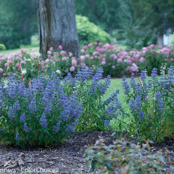 Caryopteris x clandonensis 'Beyond Midnight®' (091796)