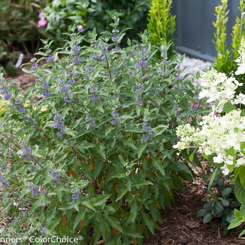 Caryopteris x clandonensis 'Beyond Midnight®' (091797)