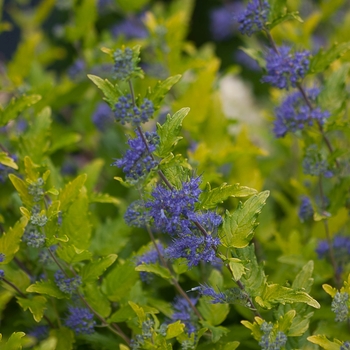 Caryopteris x clandonensis 'Lil Miss Sunshine®' (091803)