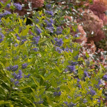 Caryopteris x clandonensis 'Lil Miss Sunshine®' (091804)