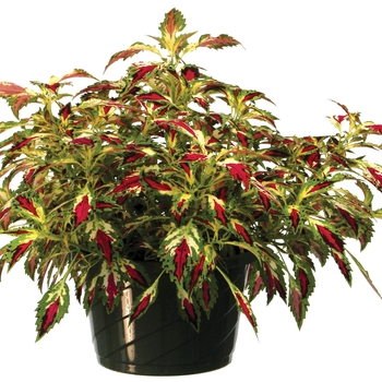 Coleus TERRA NOVA® 'Jitters' (091934)