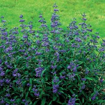 Caryopteris x clandonensis 'Petit Bleu™' (092311)