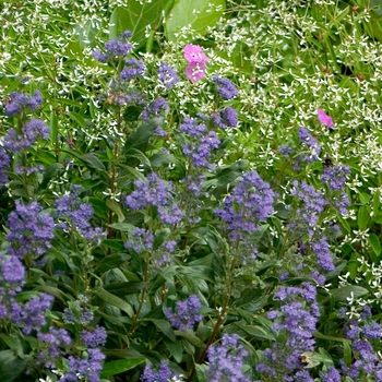 Caryopteris x clandonensis 'Petit Bleu™' (092313)