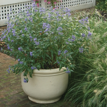 Caryopteris x clandonensis 'Petit Bleu™' (092315)