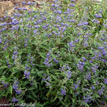 Caryopteris x clandonensis 'Petit Bleu™' (092316)