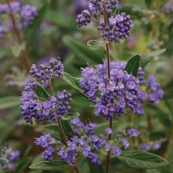 Caryopteris x clandonensis 'Petit Bleu™' (092318)