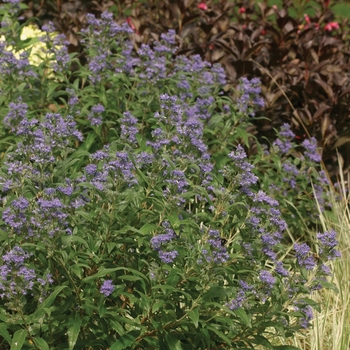 Caryopteris x clandonensis 'Petit Bleu™' (092319)