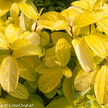 Ceanothus 'Marie Gold®' (092346)