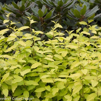 Ceanothus 'Marie Gold®' (092351)