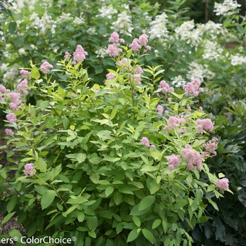 Ceanothus 'Marie Gold®' (092353)