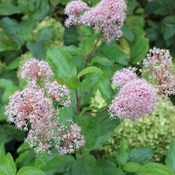 Ceanothus 'Marie Rose™' (092361)