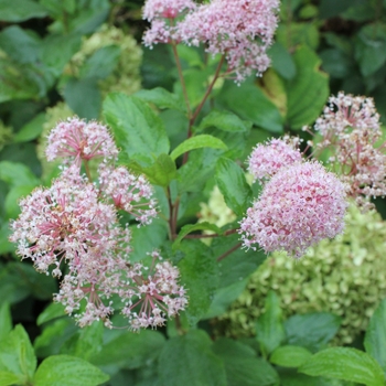 Ceanothus 'Marie Rose™' (092364)