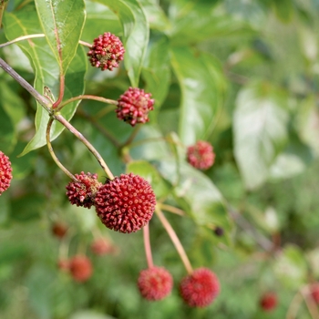 Cephalanthus occidentalis 'Sugar Shack®' (092368)