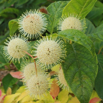 Cephalanthus occidentalis 'Sugar Shack®' (092370)