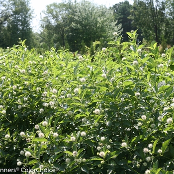 Cephalanthus occidentalis 'Sugar Shack®' (092371)