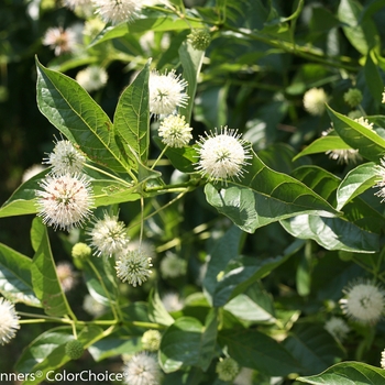 Cephalanthus occidentalis 'Sugar Shack®' (092372)