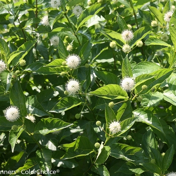 Cephalanthus occidentalis 'Sugar Shack®' (092373)