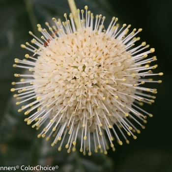 Cephalanthus occidentalis 'Sugar Shack®' (092374)