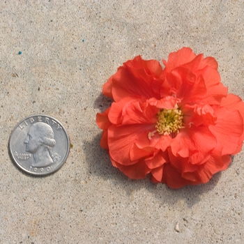 Chaenomeles speciosa Double Take® 'Orange' (092386)