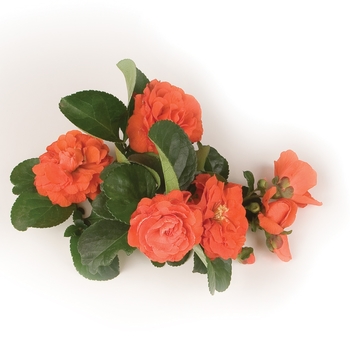 Chaenomeles speciosa Double Take® 'Orange' (092392)