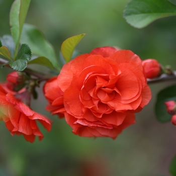 Chaenomeles speciosa Double Take® 'Orange' (092396)