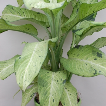 Dieffenbachia 'Camouflage' 