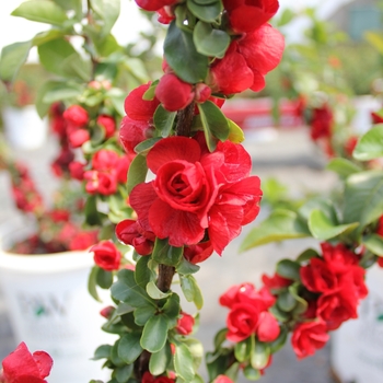 Chaenomeles speciosa Double Take® 'Scarlet' (092786)